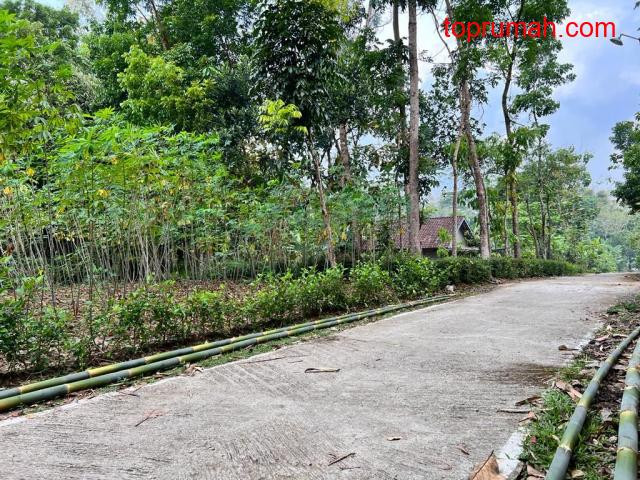 Tanah Kebun Durian 1000m² Mojogedang Karanganyar