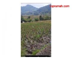 Dijual Sawah Cocok Untuk Investasi Pertanian di Garut